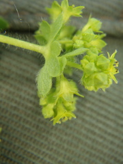 Alchemilla conglobata