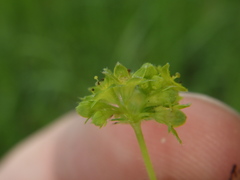 Alchemilla conglobata