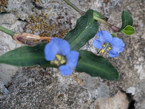 Commelina auriculata observed 2026-10-05