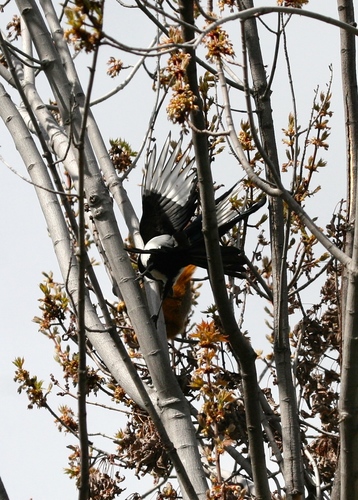 Eastern Fox Squirrel photographed in Montana