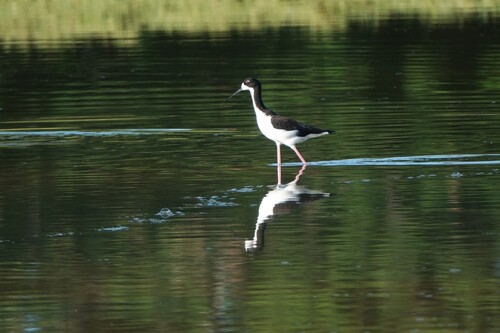 Himantopus mexicanus observed 2026-10-04