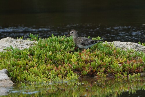 Calidris melanotos observed 2026-10-04