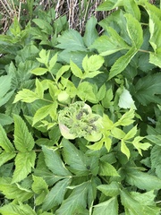 Angelica archangelica