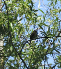 Empidonax difficilis