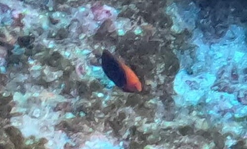 Centropyge acanthops observed 2026-10-04