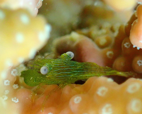 Coralliocaris graminea observed 2026-10-05