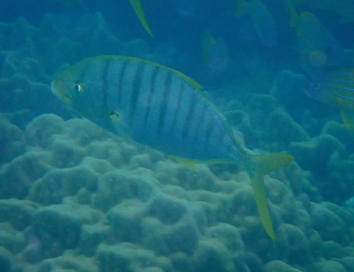 Gnathanodon speciosus observed 2026-10-05
