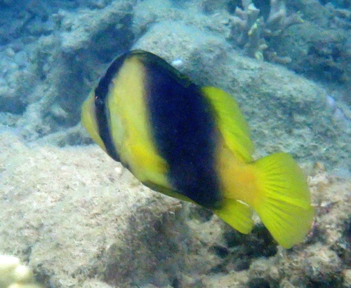 Diploprion bifasciatum observed 2026-10-05