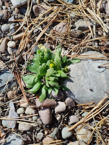 Draba nemorosa observed 2026-10-05