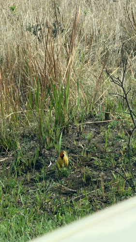 iNaturalist image