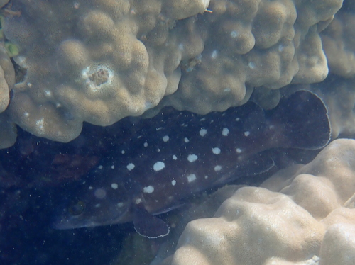 Epinephelus coeruleopunctatus observed 2026-10-05