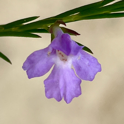Hemigenia purpurea observed 2026-10-05