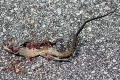 Aspidoscelis tigris tigris