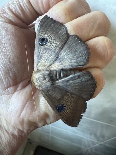 Southern Moon Moth