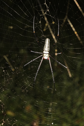 Giant Golden Orbweaver