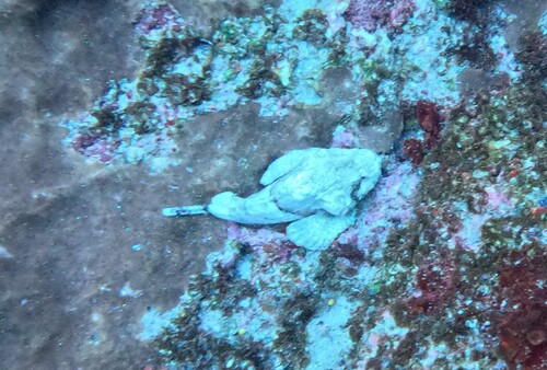 Scorpaenopsis diabolus observed 2026-10-04