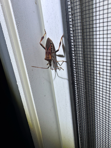 Western Conifer Seed Bug