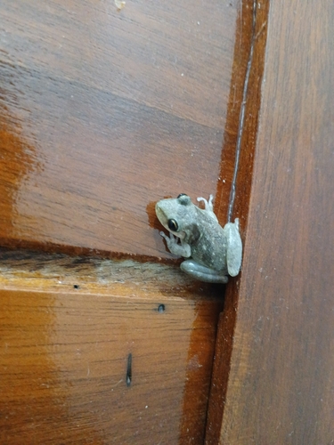 Venezuela Snouted Tree Frog