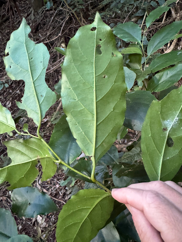 Pennantia cunninghamii observed 2026-10-01