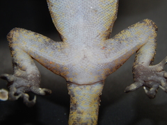 Cyrtodactylus marmoratus