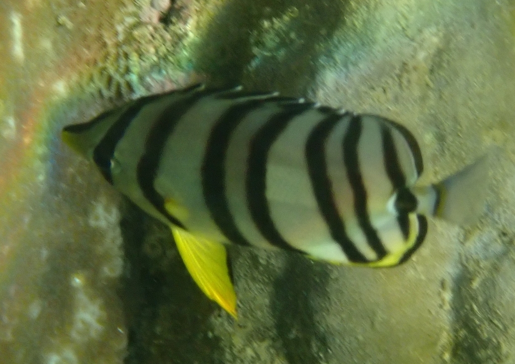 Eightband butterflyfish