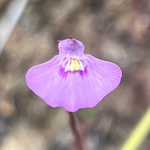 Utricularia dichotoma, 2026-10-05