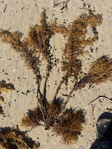 Caulocystis cephalornithos