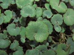 Pozoa coriacea