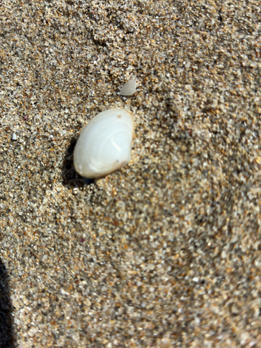 Round Wedge Shell