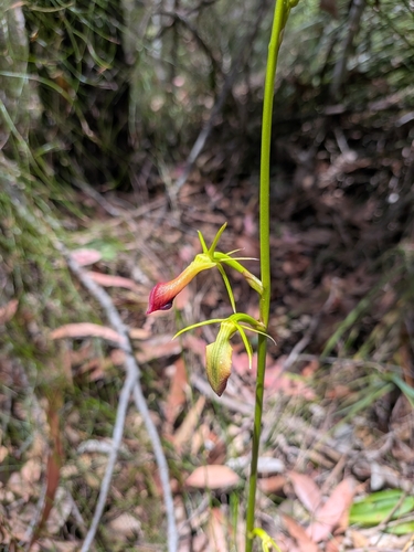Large Tongue Orchid