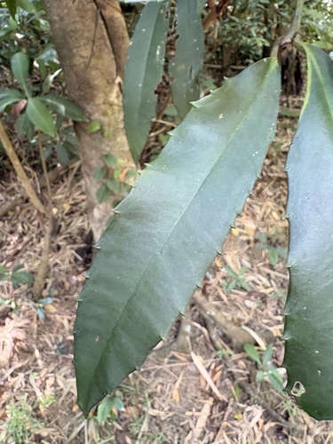 Ardisia cornudentata observed 2026-10-04