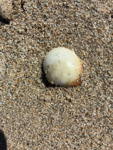 rayed bittersweet clam