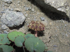 Pozoa coriacea