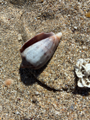 Anemone Cone