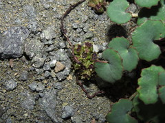 Pozoa coriacea