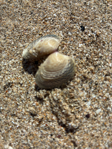 Sand cockle