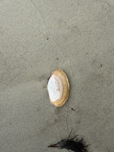 Hiatula biradiata, 2026-10-05