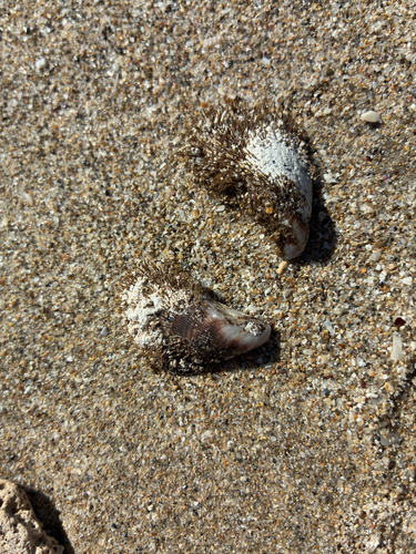 Hairy Mussel