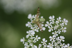 Chaetorellia jaceae