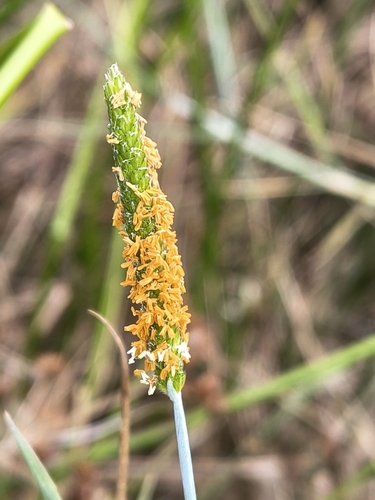 Alopecurus geniculatus observed 2026-10-04