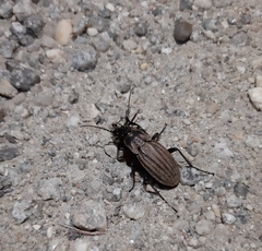 Carabus melancholicus costatus