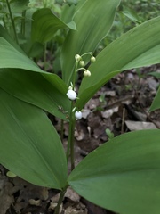 Convallaria majalis