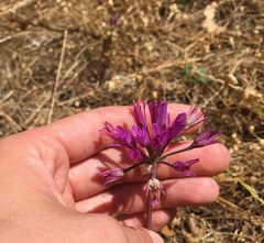 Allium dichlamydeum