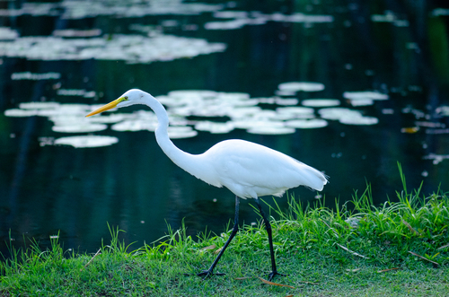Great Egret