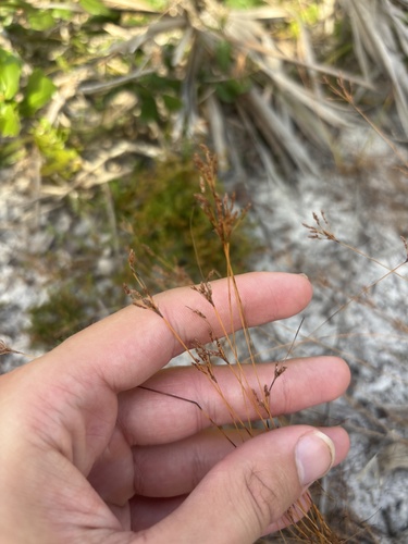 Bulbostylis ciliatifolia observed 2026-10-04