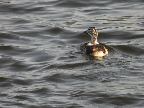 iNaturalist image