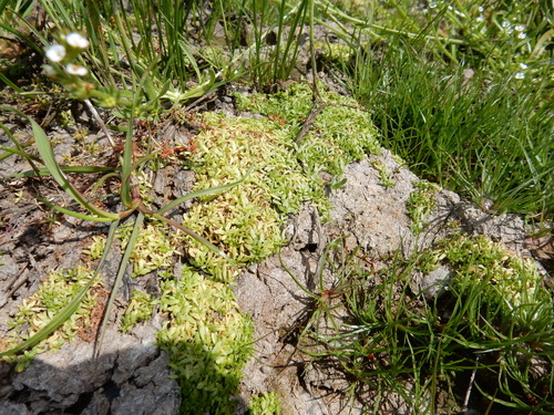 iNaturalist observation photo of Water Starworts