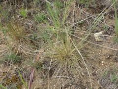 Festuca beckeri