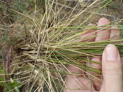 Festuca beckeri