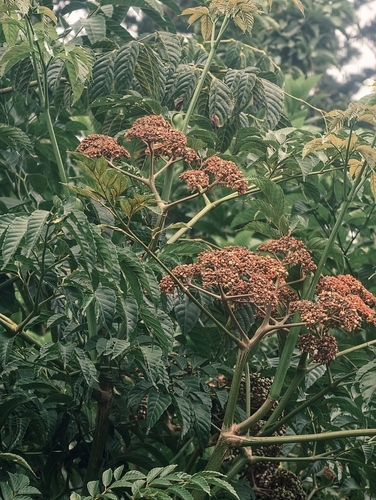 Leea guineensis observed 2026-10-05